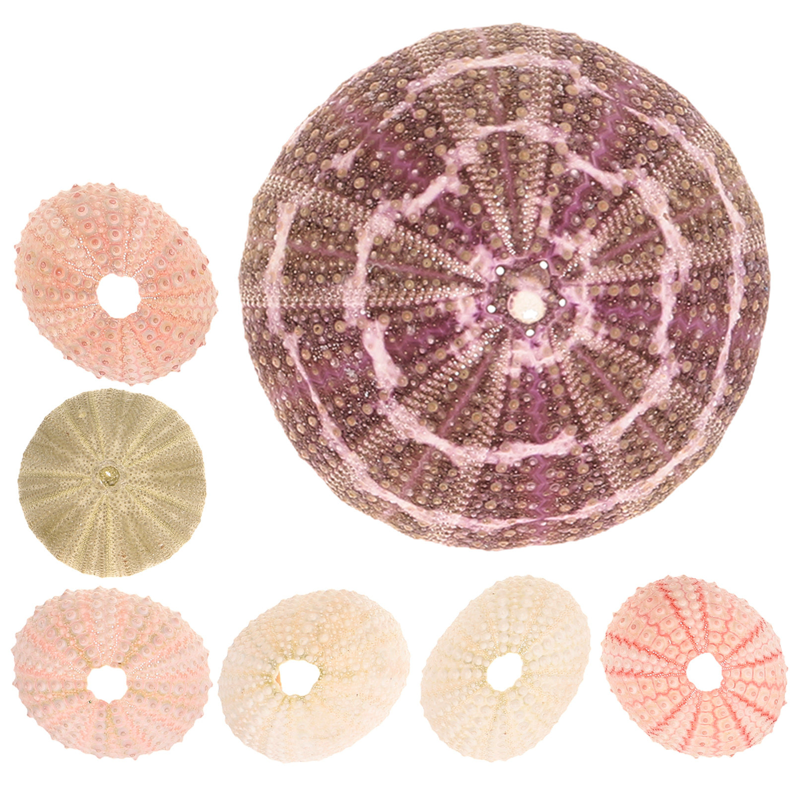 Aquarium Fish Pot - 7Pcs Sea Urchin Shells Decorative Air