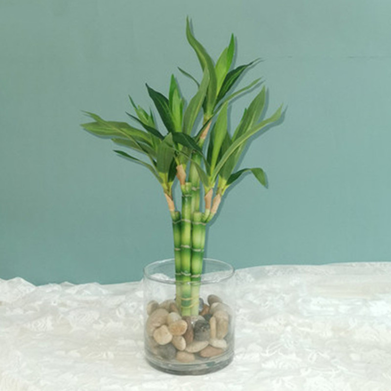 Aquarium Fish Buy - New 40cm rFtificial Lucky Bamboo Succulent