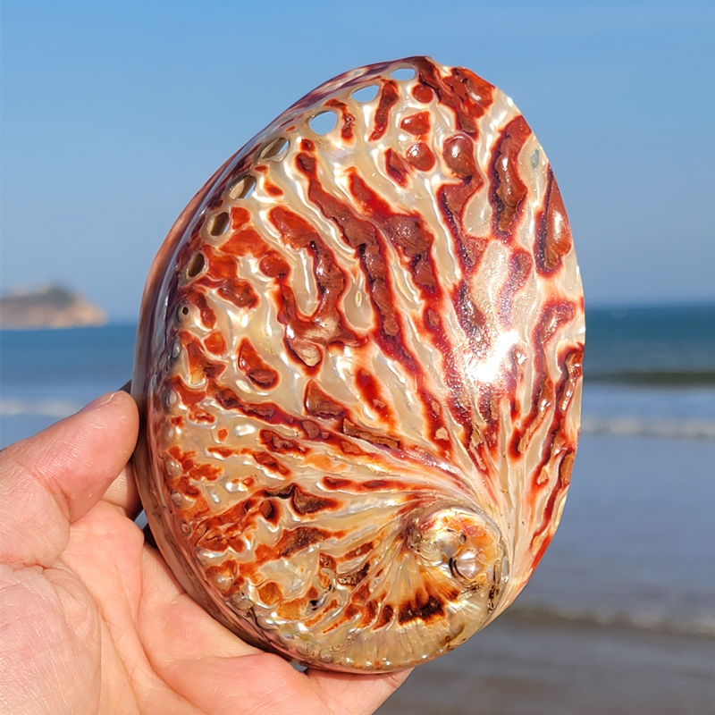 Aquarium Fish Buy - Home Decoration Red Pattern Abalone SeaShells