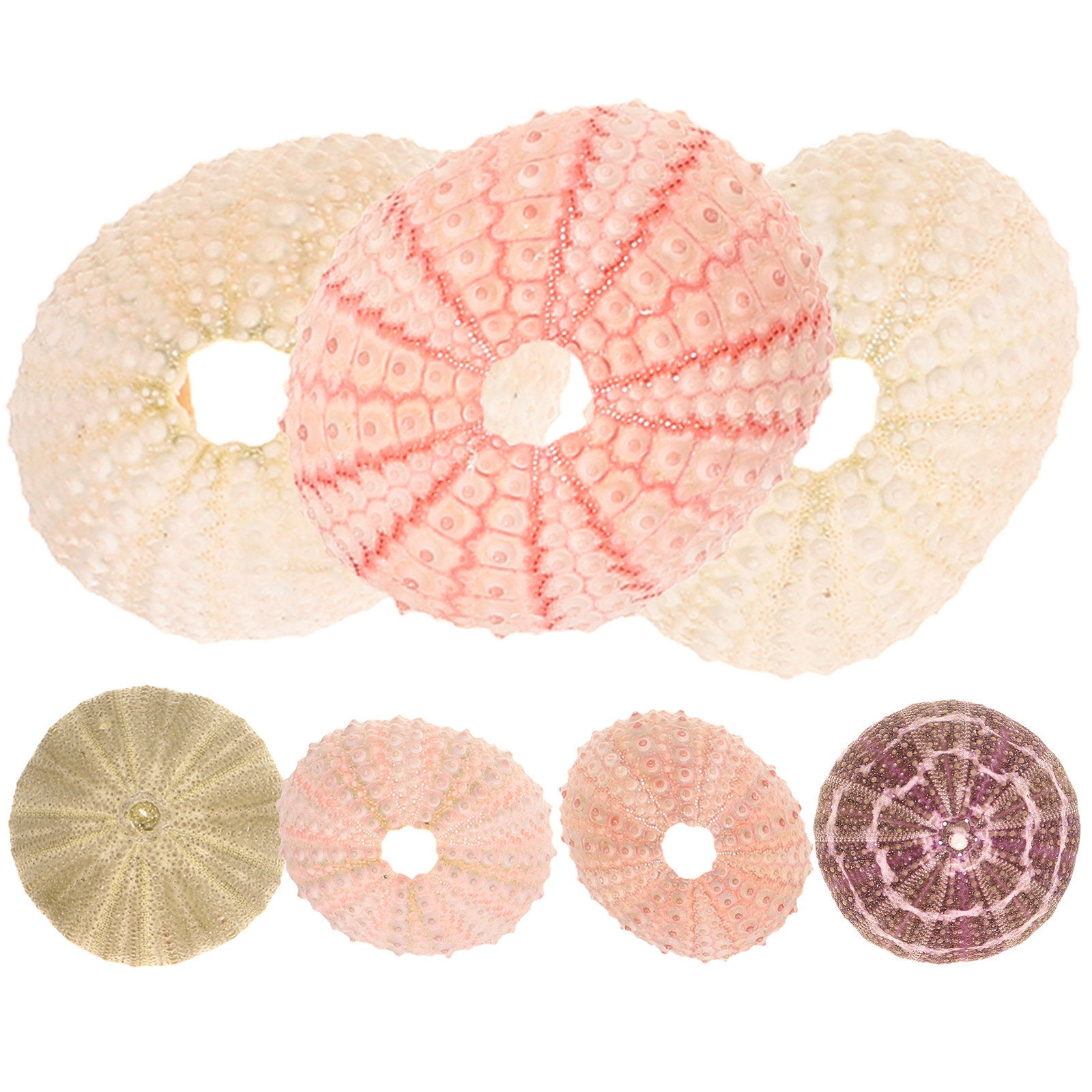 7Pcs Sea Urchin Shells Decorat - Aquarium Fish Pot บทวิจารณ์และราคา