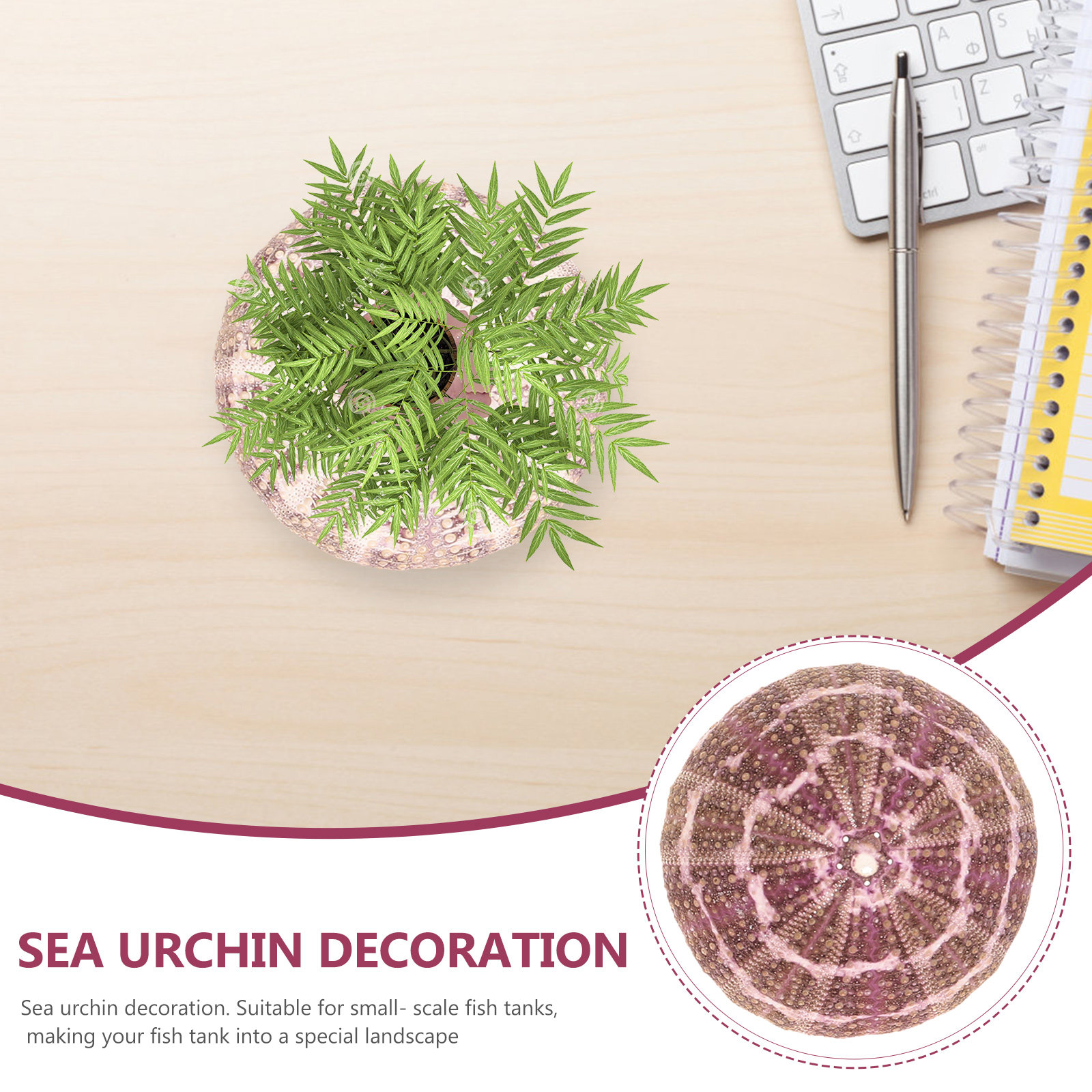 7Pcs Sea Urchin Shells Decorat - Aquarium Fish Pot บทวิจารณ์และราคา