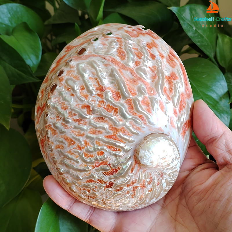 Home Decoration Red Pattern Ab - Aquarium Fish Buy บทวิจารณ์และราคา