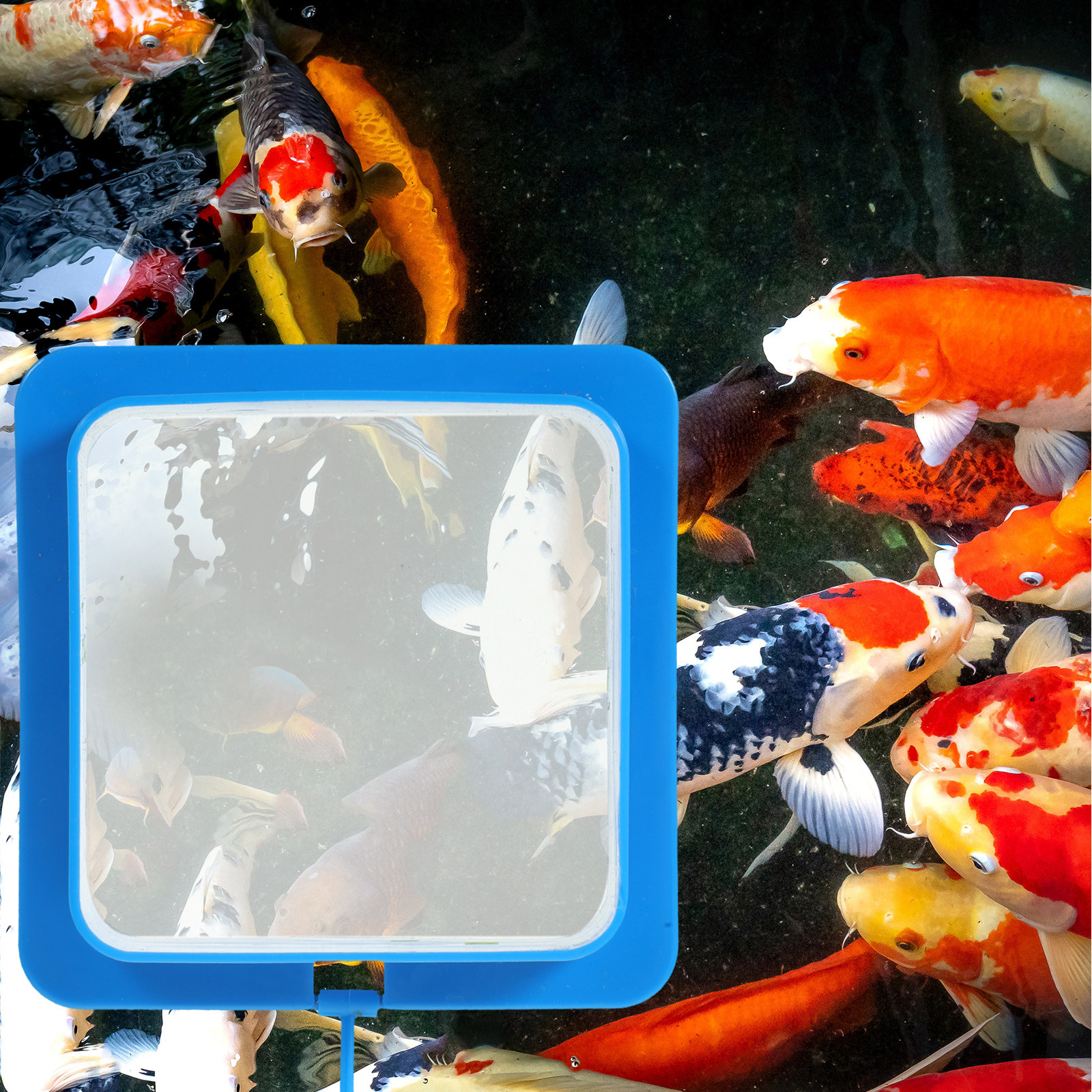 2Pcs Double Layer Fish Feeding - Fish Food Flake บทวิจารณ์และราคา