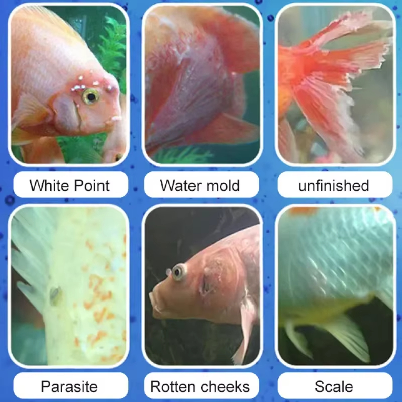 SIKEZHAN Fish Disease Treatmen - Aquarium Fish Quality บทวิจารณ์และราคา