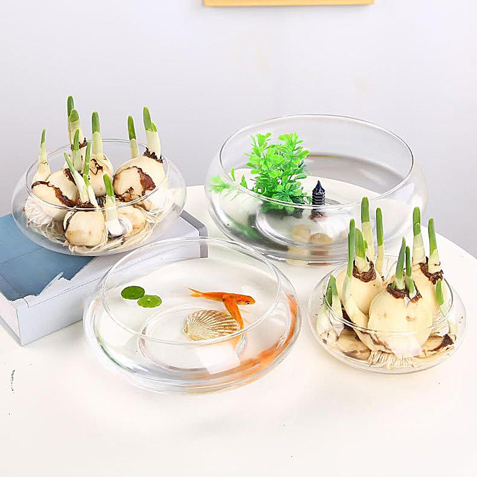 Fish Glass Bowl Glass Large Hy - Aquarium Fish Pot บทวิจารณ์และราคา