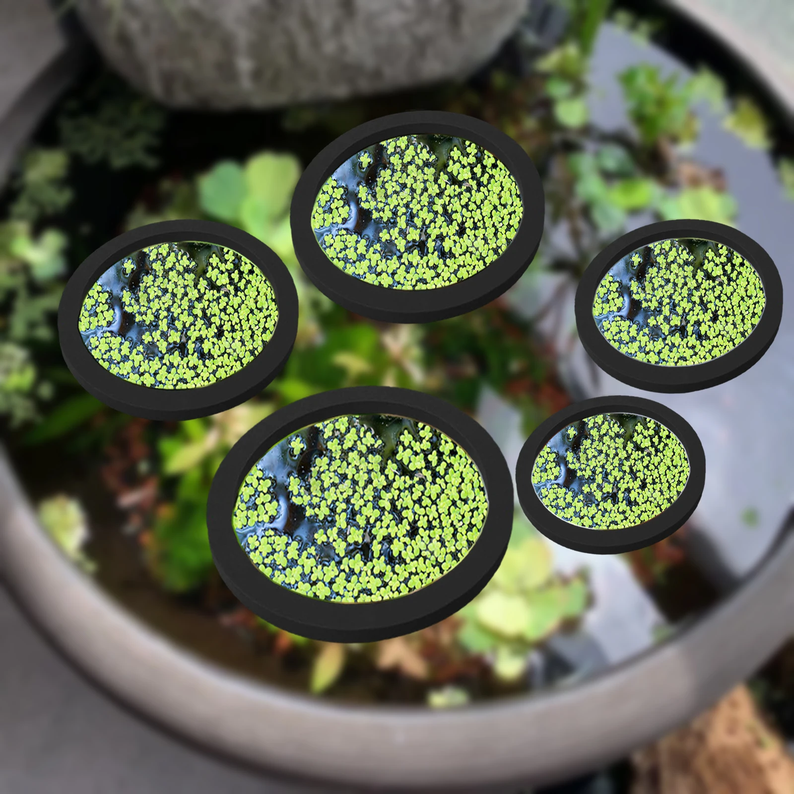 5Pcs EVA Fish Feeding Ring Aqu - Fish Aquarium Home บทวิจารณ์และราคา