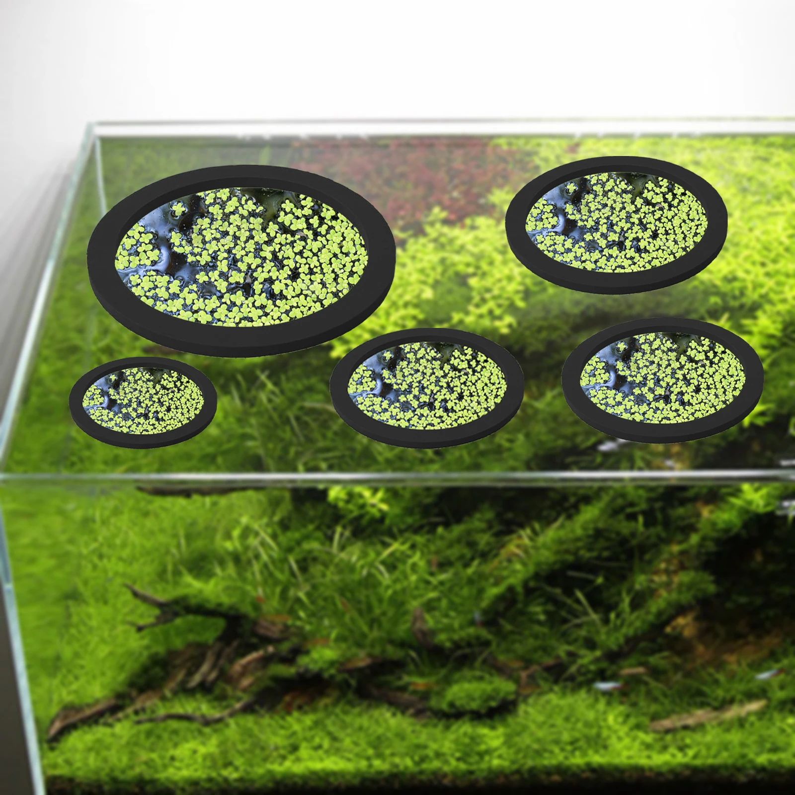 5Pcs EVA Fish Feeding Ring Aqu - Fish Aquarium Home บทวิจารณ์และราคา
