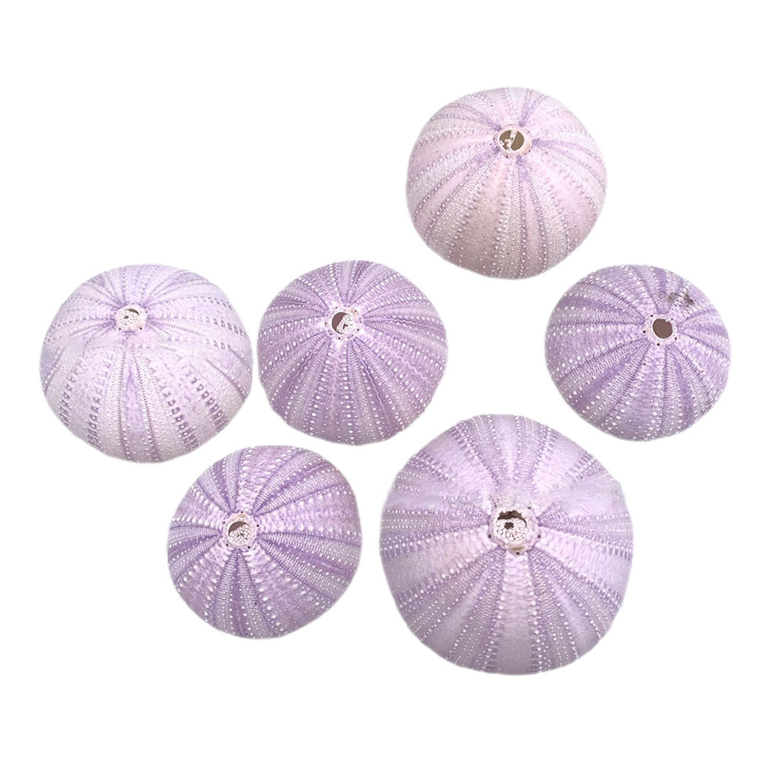 6Pcs Sea Urchin Shell Decor Na - Aquarium Fish Pot บทวิจารณ์และราคา
