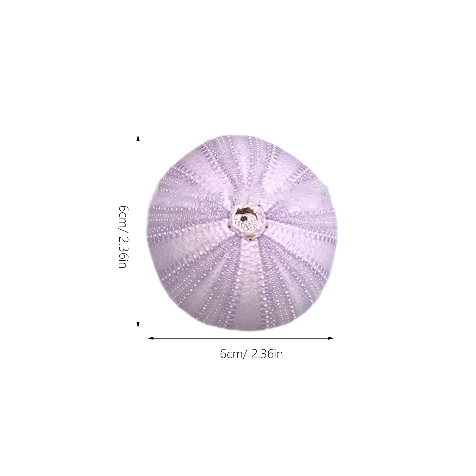 6Pcs Sea Urchin Shell Decor Na - Aquarium Fish Pot บทวิจารณ์และราคา
