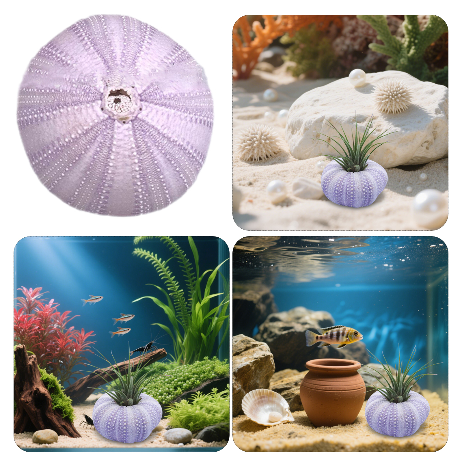 6Pcs Sea Urchin Shell Decor Na - Aquarium Fish Pot บทวิจารณ์และราคา