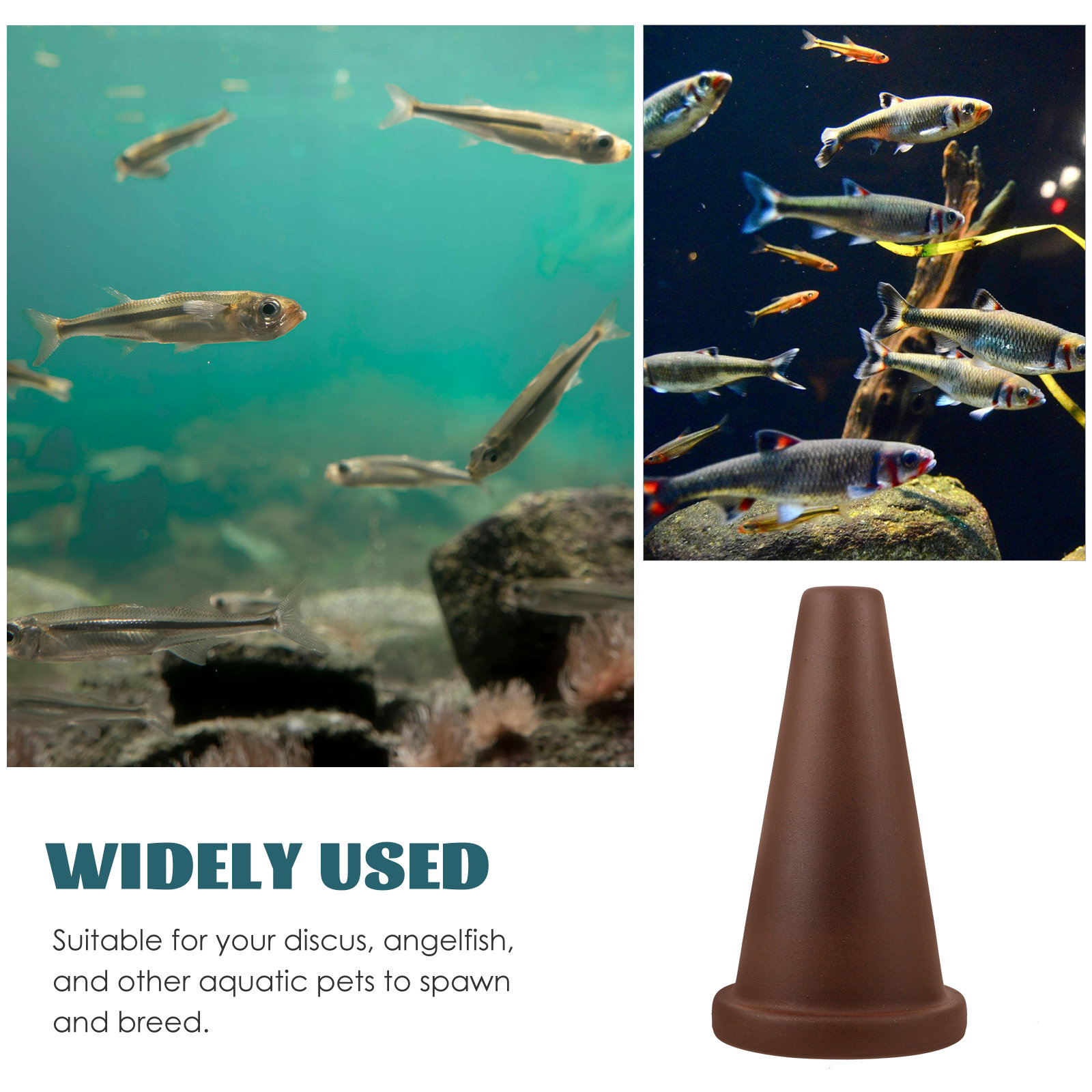 Aquarium Breeding Cone Fish Sp - Aquarium Fish Discus บทวิจารณ์และราคา