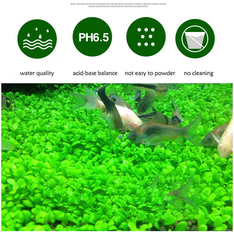 Aquarium Plant Seeds Soil Fish - Aquarium Fish Buy บทวิจารณ์และราคา