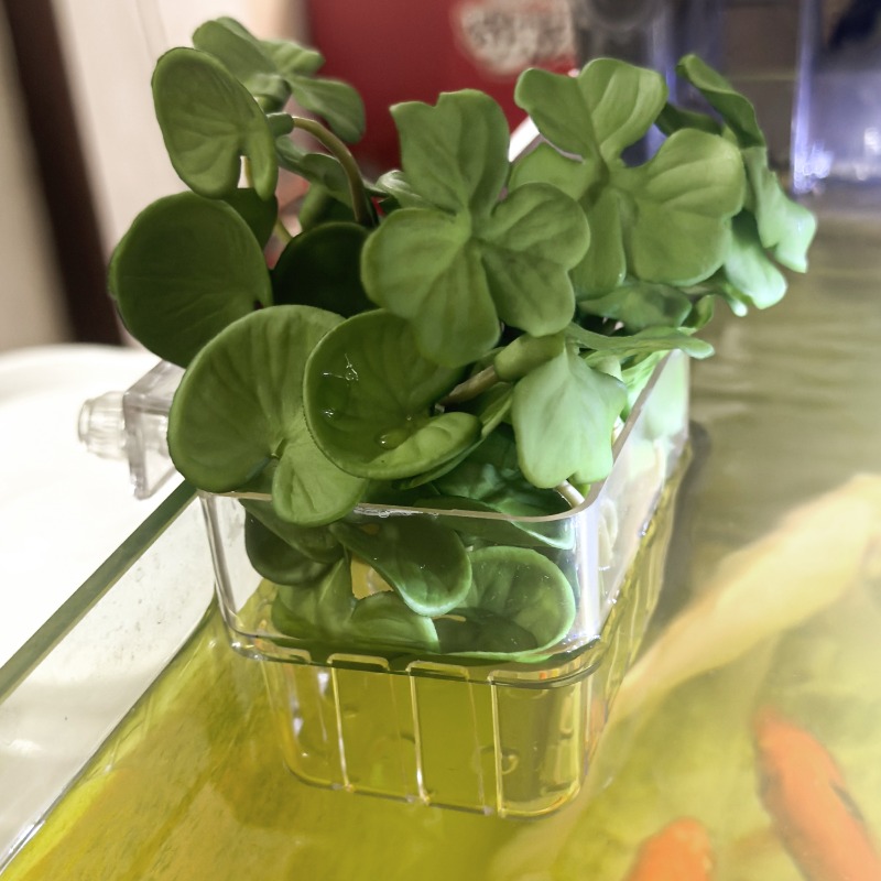 1/5pcs Aquarium Decoration Pla - Aquarium Fish Buy บทวิจารณ์และราคา