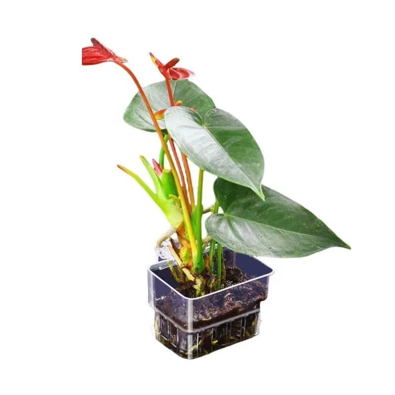 Aquarium Hydroponic Planting B - Aquarium Fish Pot บทวิจารณ์และราคา